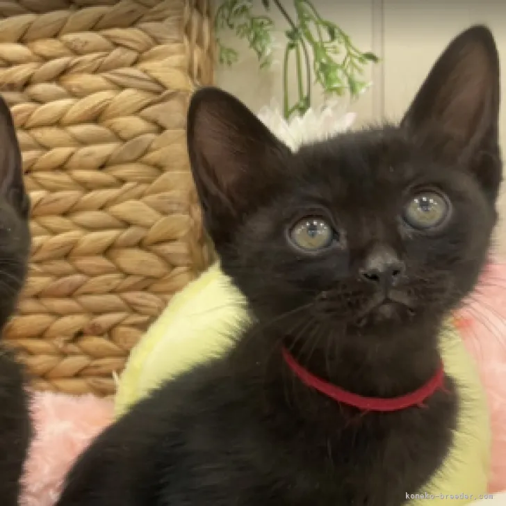 ID：2303-00340の子猫