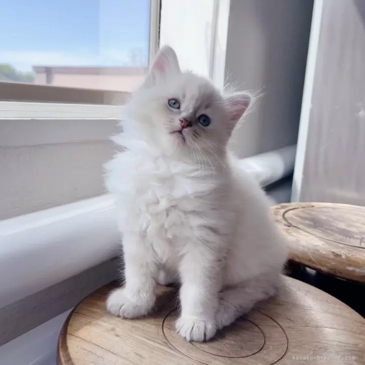 ID：2405-01463の子猫