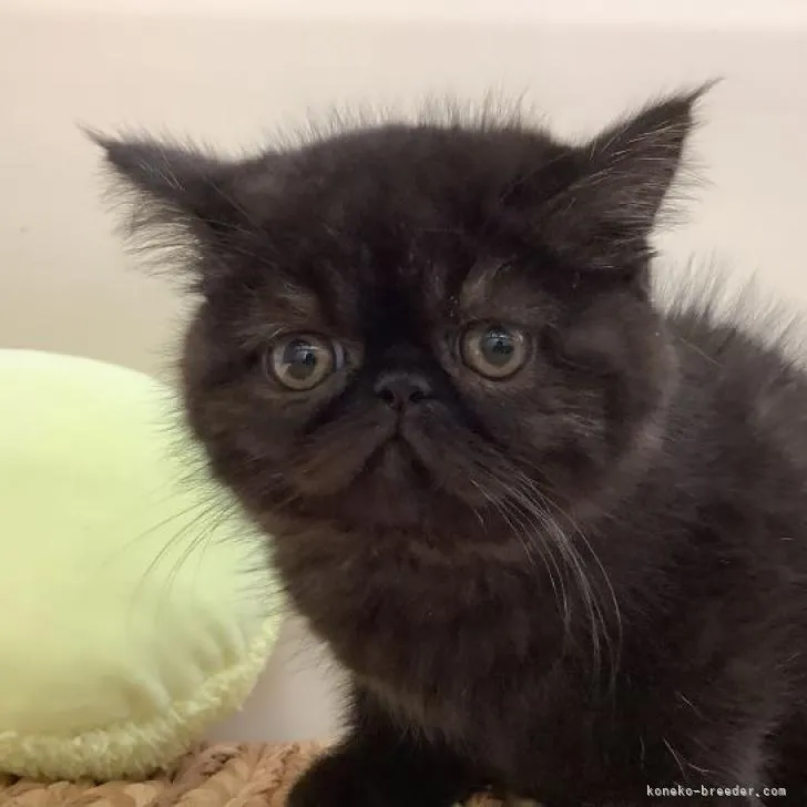 ID:2211-01410の子猫