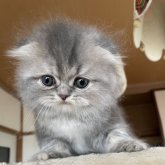 フォールデックス