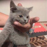 シャルトリュー