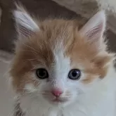 サイベリアン【北海道・女の子・2024年2月24日・レッド&ホワイト】の写真1「可愛いですよ～」