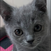 シャルトリュー