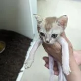 シンガプーラ【北海道・男の子・2022年5月15日・セピアグーティ】の写真1「可愛い」