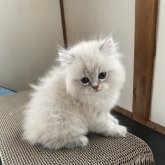 フォールデックス