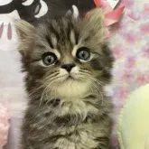 スコティッシュフォールド(立ち耳)【北海道・男の子・2023年3月11日・ブラウンタビー】の写真1「おすまし顔」