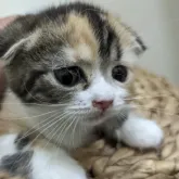 スコティッシュフォールド(折れ耳)【北海道・女の子・2022年7月15日・キャリコ】の写真1「あどけない顔」