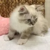 サイベリアン【北海道・男の子・2022年5月1日・シールリンクスポイント&ホワイト】の写真1「ソックスくん！」