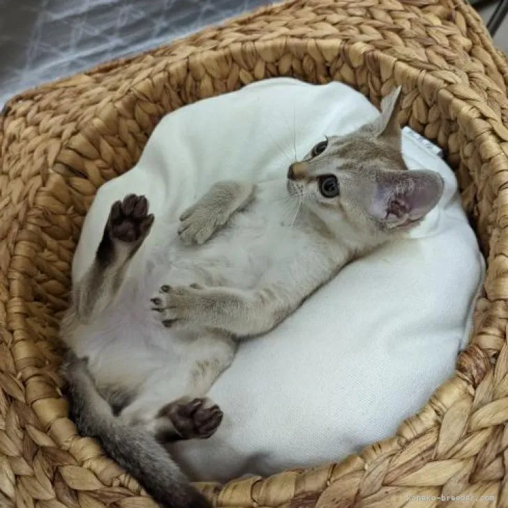 ID：2206-02458の子猫