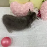 ブリティッシュショートヘア【北海道・男の子・2023年4月20日・ブルータビー】の写真3「背中全体」