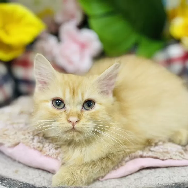 ID：2408-00246の子猫