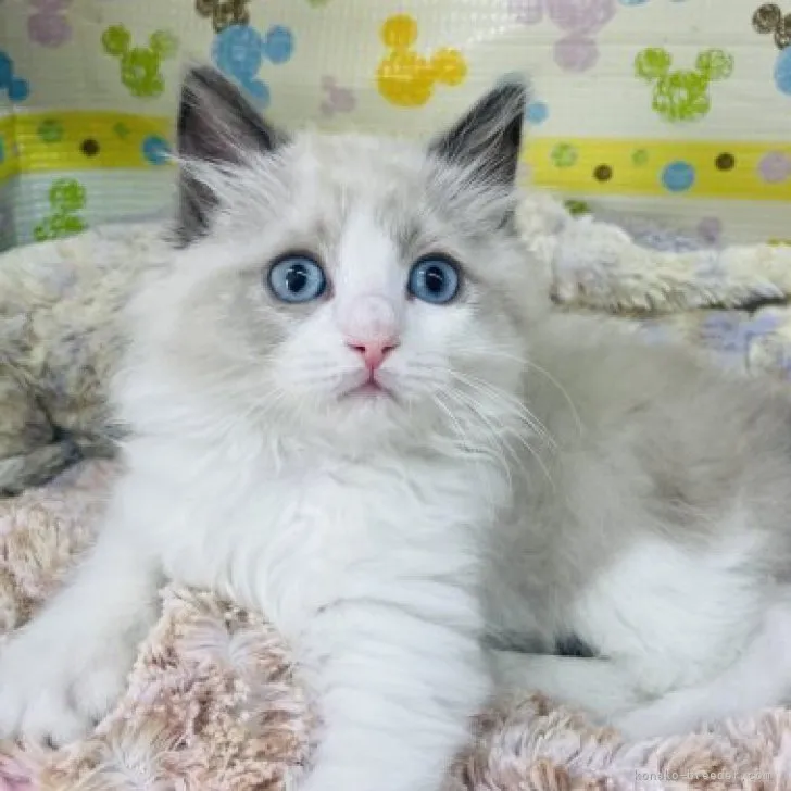 ID:2303-02876の子猫