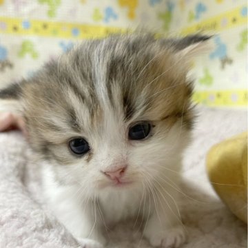 ラガマフィン【山形県・女の子・2024年3月11日・ブランタビー&ホワイト】の写真「私たち一押しの女の子🥰甘えん坊です😻」