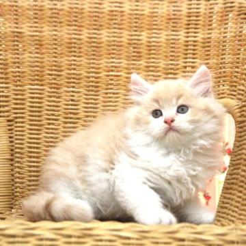 ラガマフィン【山形県・男の子・2022年5月22日・カメオタビー&ホワイト】の写真「人懐こくおっとりな子です」