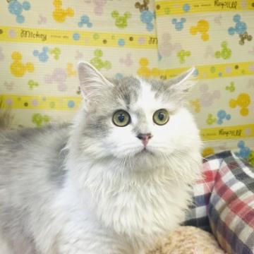 ラガマフィン【山形県・女の子・2022年5月22日・ブルータビー&ホワイト】の写真「遊ぶの大好きな女の子です」