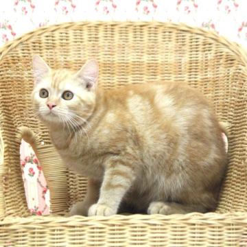 MIX(ラガマフィン×マンチカン)【山形県・女の子・2021年12月20日・レッドタビー】の写真「人懐こい子です」