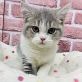 ブリティッシュショートヘア