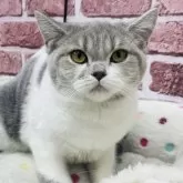 ブリティッシュショートヘア