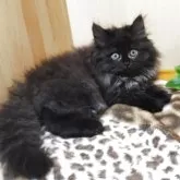 ラガマフィン【山形県・男の子・2024年10月14日・ブラックスモーク】の写真3