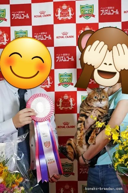 松下　実奈美(まつした　みなみ)ブリーダー(東京都・ベンガル・ACC登録)の紹介写真3