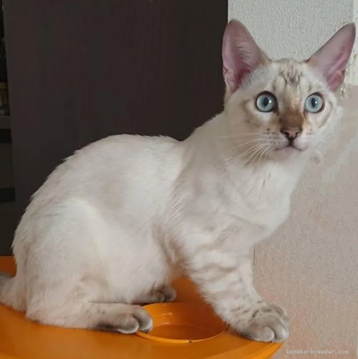 ID：2209-00071の子猫
