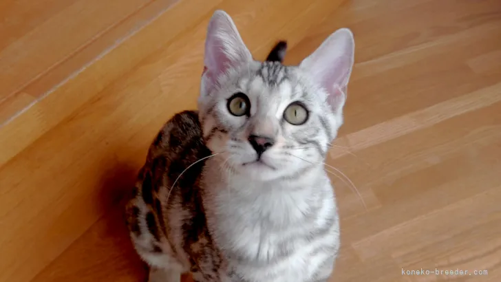ID：2108-01042の子猫