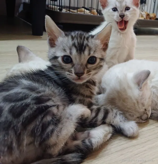 E.Ｉ 様のお迎えした子猫