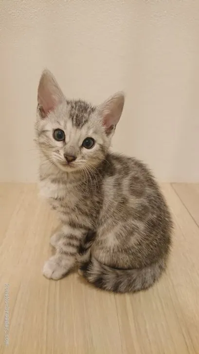 ID：2104-02671の子猫