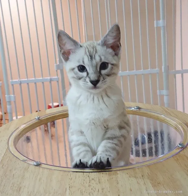 ID：2201-01607の子猫