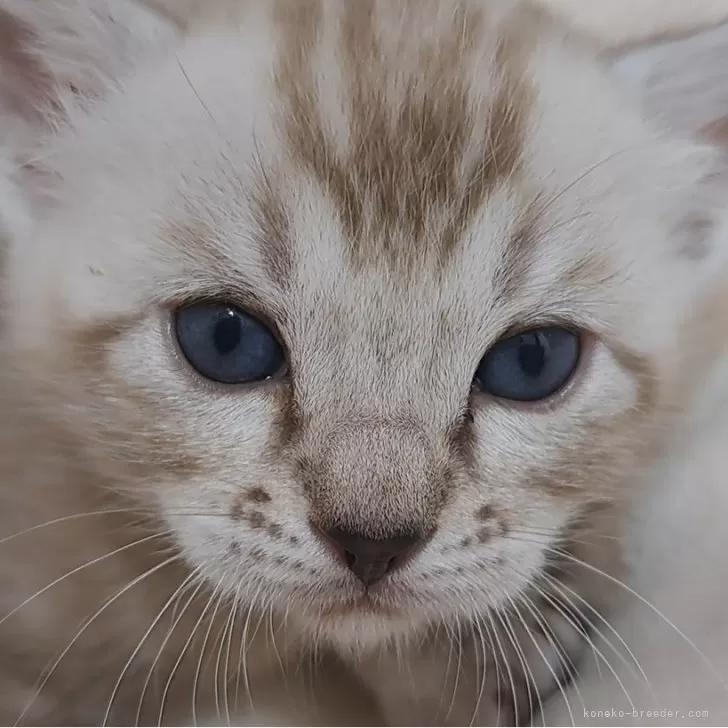 ID:2401-00342の子猫