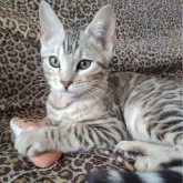 ベンガル【東京都・女の子・2023年12月5日・シールシルバーセピア スポテッドタビー】の写真1「かなりのべっぴんさんです😺それでいてお喋りさん🍀」