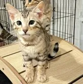 ベンガル【東京都・男の子・2023年2月9日・シールシルバーセピア(ロゼット)】の写真5「おやつ下さい🍮🍩の顔😊甘え上手な子です🎵」