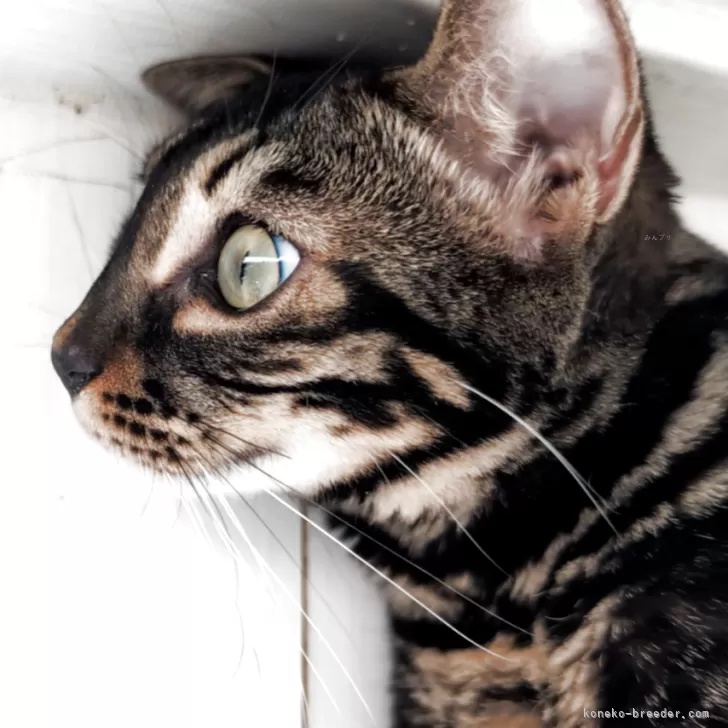 ID：2501-00805の子猫