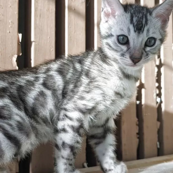 Y.T 様のお迎えした子猫