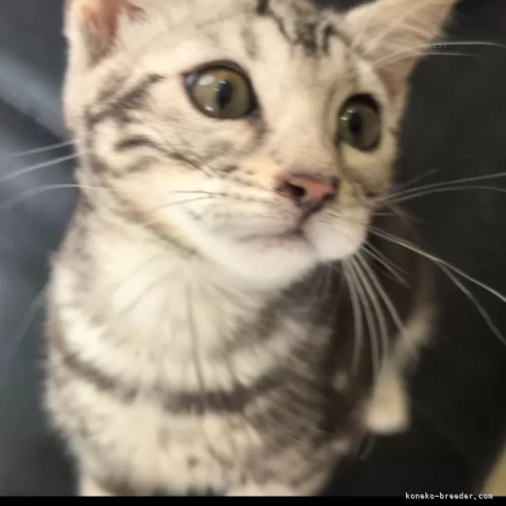 Y.O 様のお迎えした子猫