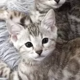 ベンガル