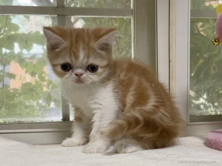 ID：2204-02231の子猫