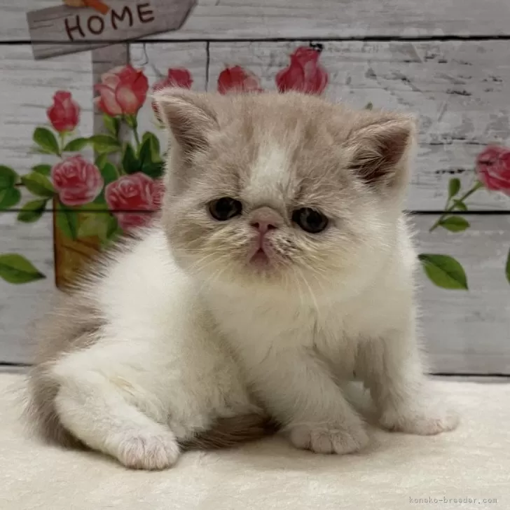 ID:2411-00335の子猫