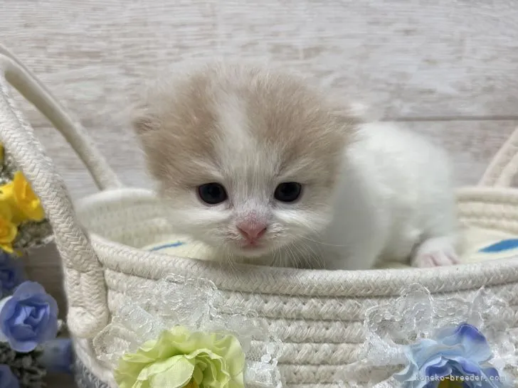 ID:2110-00049の子猫