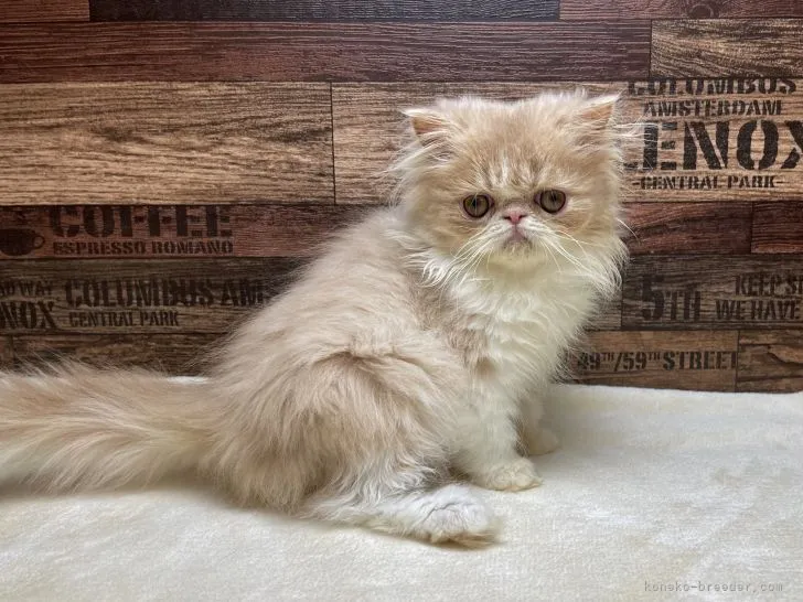 ID:2106-01858の子猫