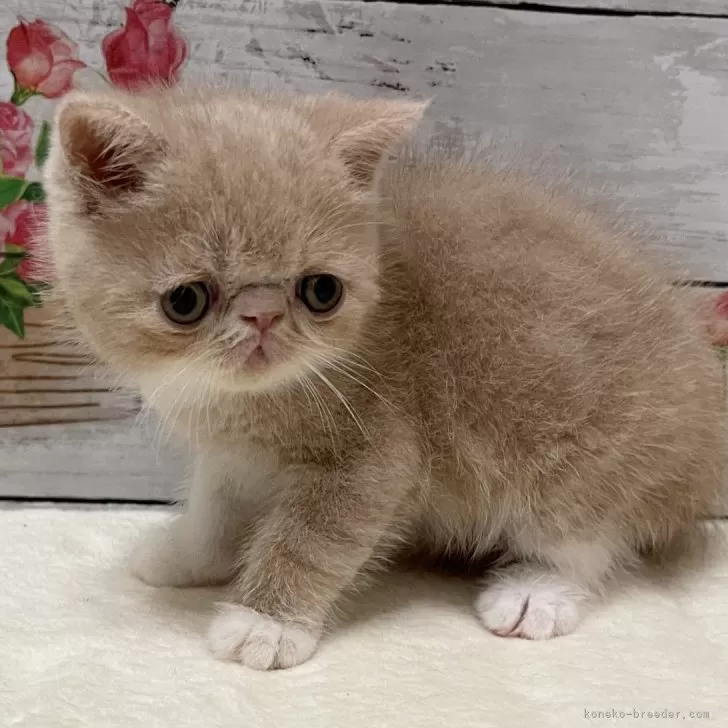 ID：2407-03107の子猫