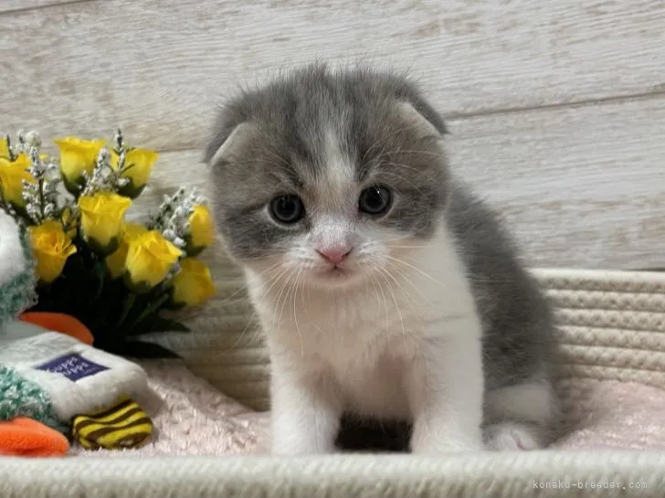 Mayaya 様のお迎えした子猫