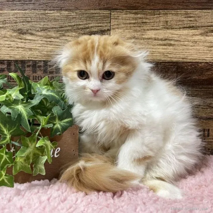 ID:2212-02010の子猫
