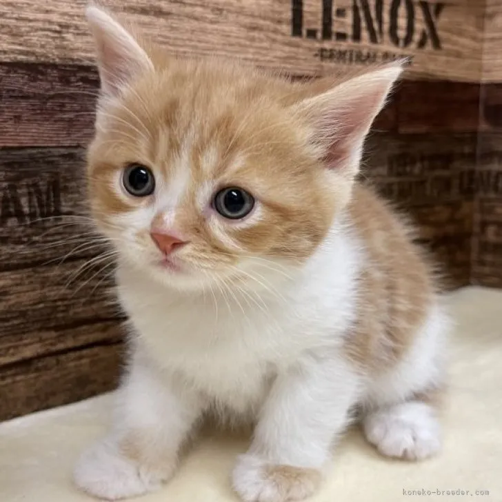 ID：2305-02151の子猫