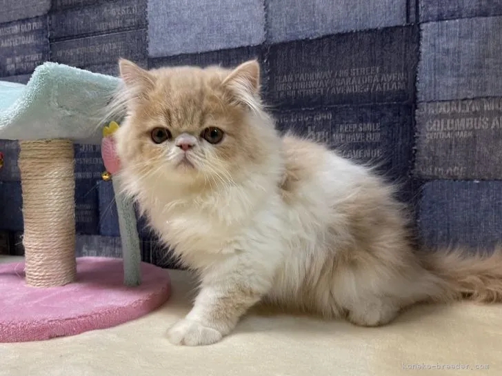 ID:2210-01430の子猫