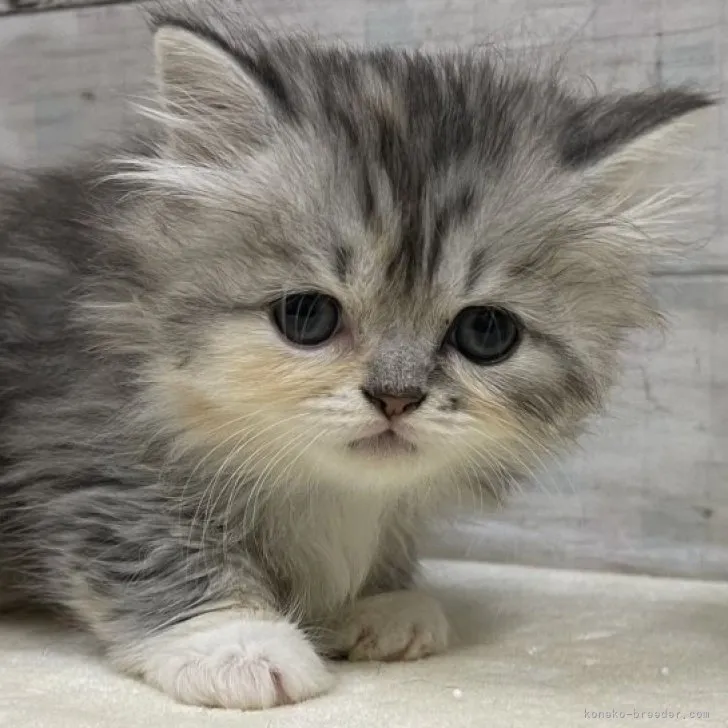 ID:2306-00402の子猫