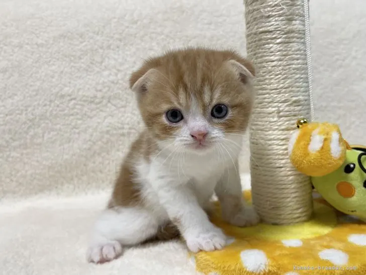 ID：2108-01160の子猫