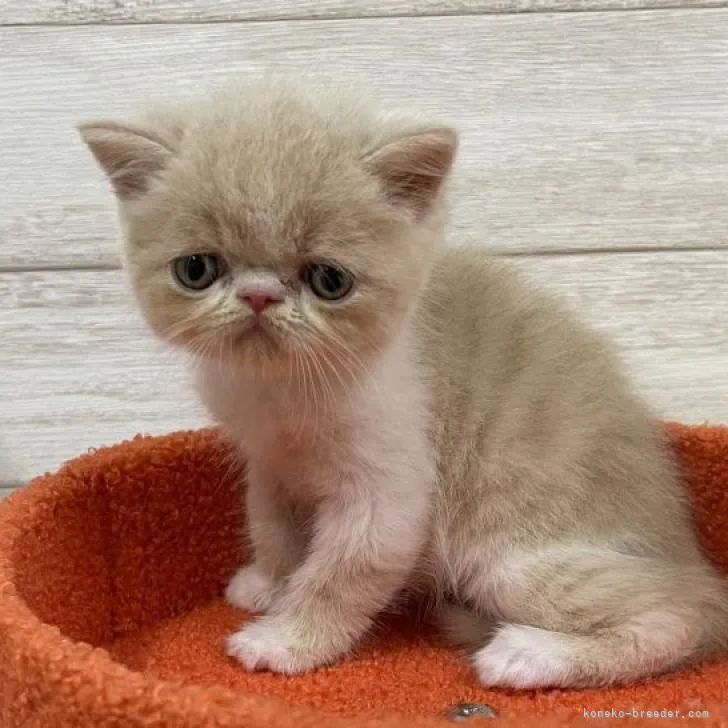 ID：2208-01464の子猫