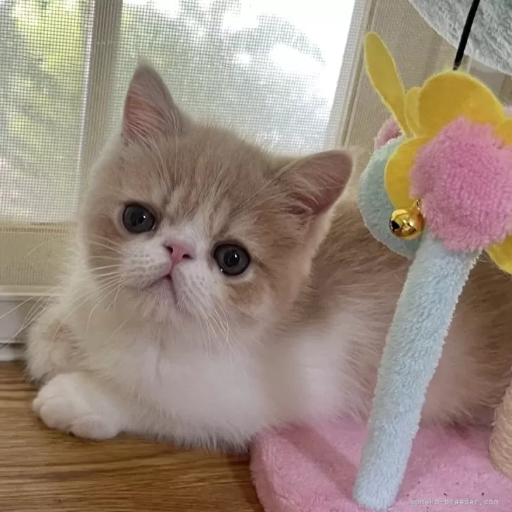 ID:2406-02639の子猫