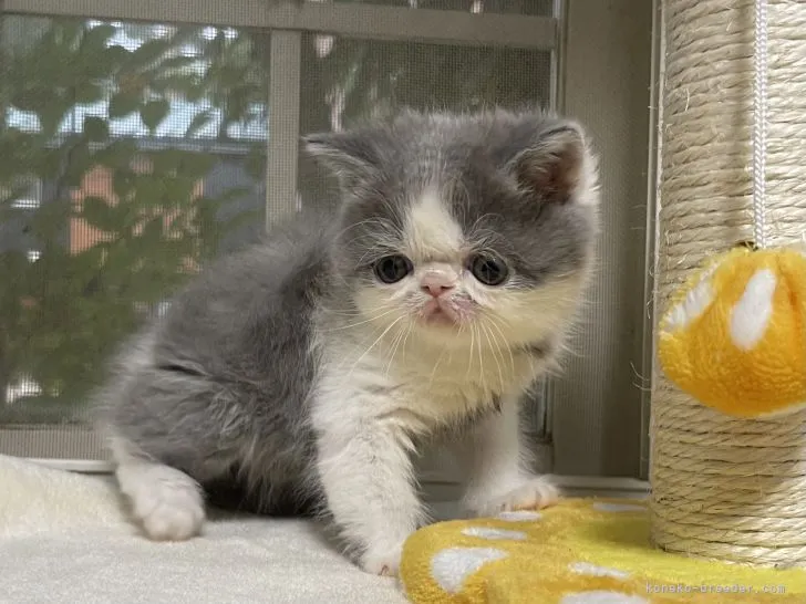 わこさん 様のお迎えした子猫